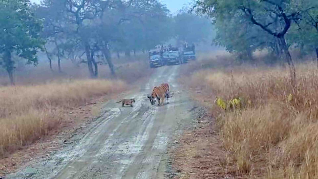Panna News: Exciting scene of tiger cubs playing and tiger hunting seen in Panna Tiger Reserve