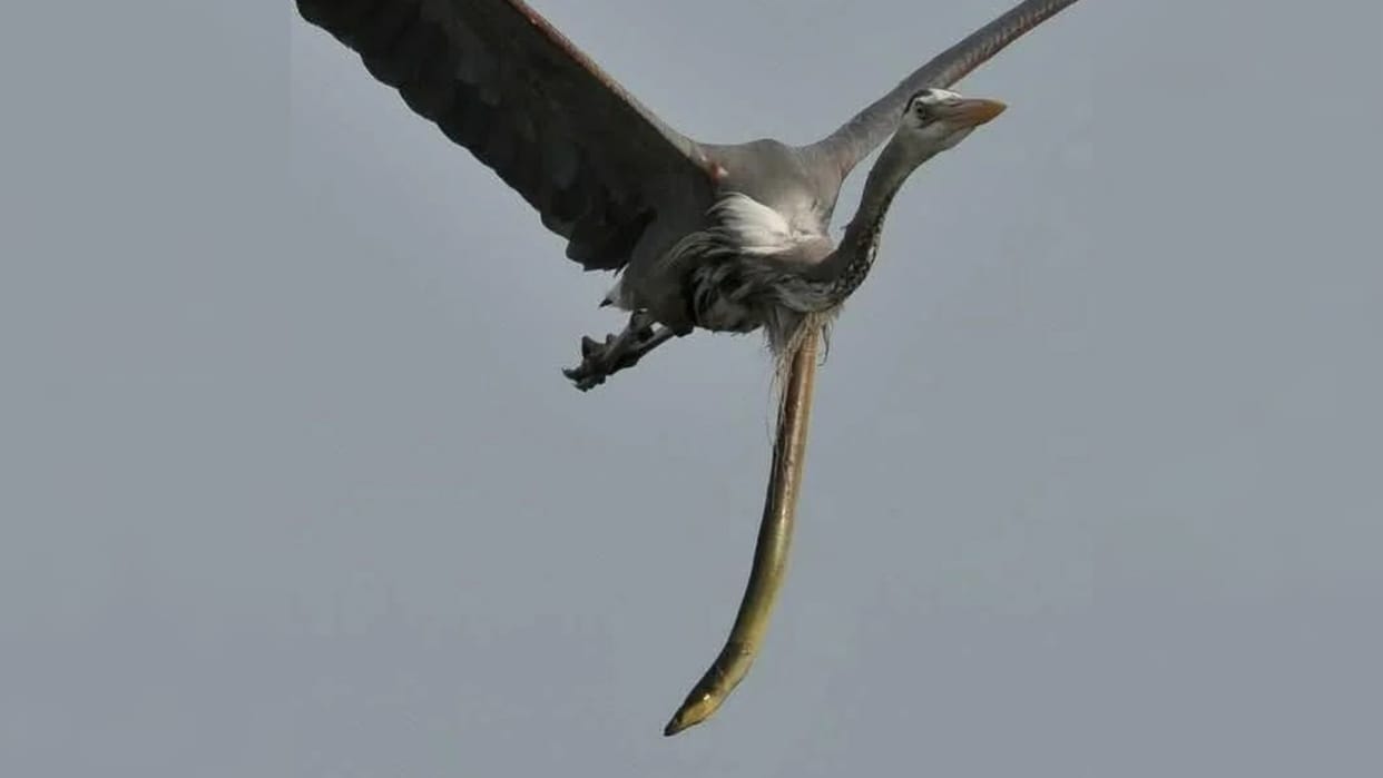 Viral News: eel fish escaped from herons stomach while bird flying photo goes viral on social Media