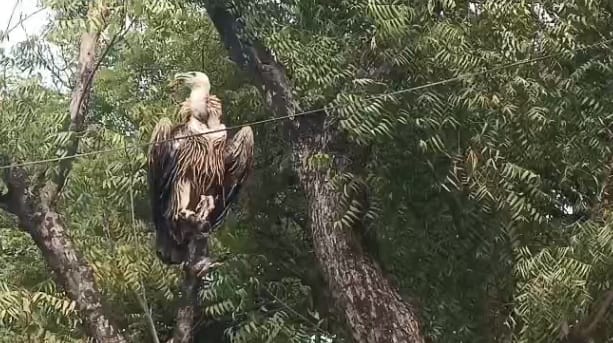 A rare vulture was found sitting on a tree in front of CDO residence unable to fly forest workers rescued it