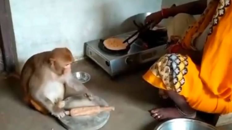 UP News: आकाश के साथ रानी बंदरिया की है पक्की दोस्ती; रोटी बेलने से लेकर बर्तन साफ करने तक... कराती है सभी काम
