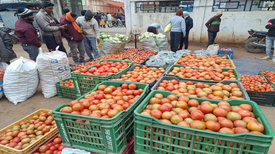 After cabbage tomato prices also fell sold at Rs 3 per kg in the market today in Balrampur Ramanujganj