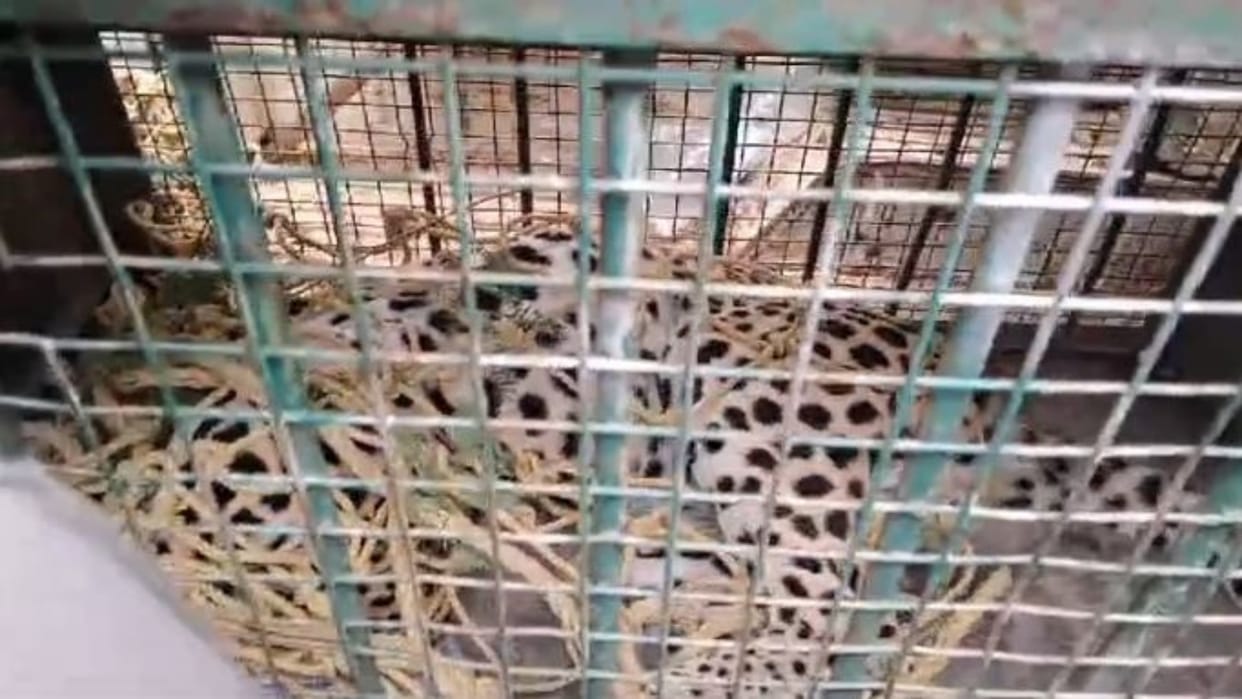 Alwar : 3 panthers entered the populated area in last 45 days, a challenging situation for forest department