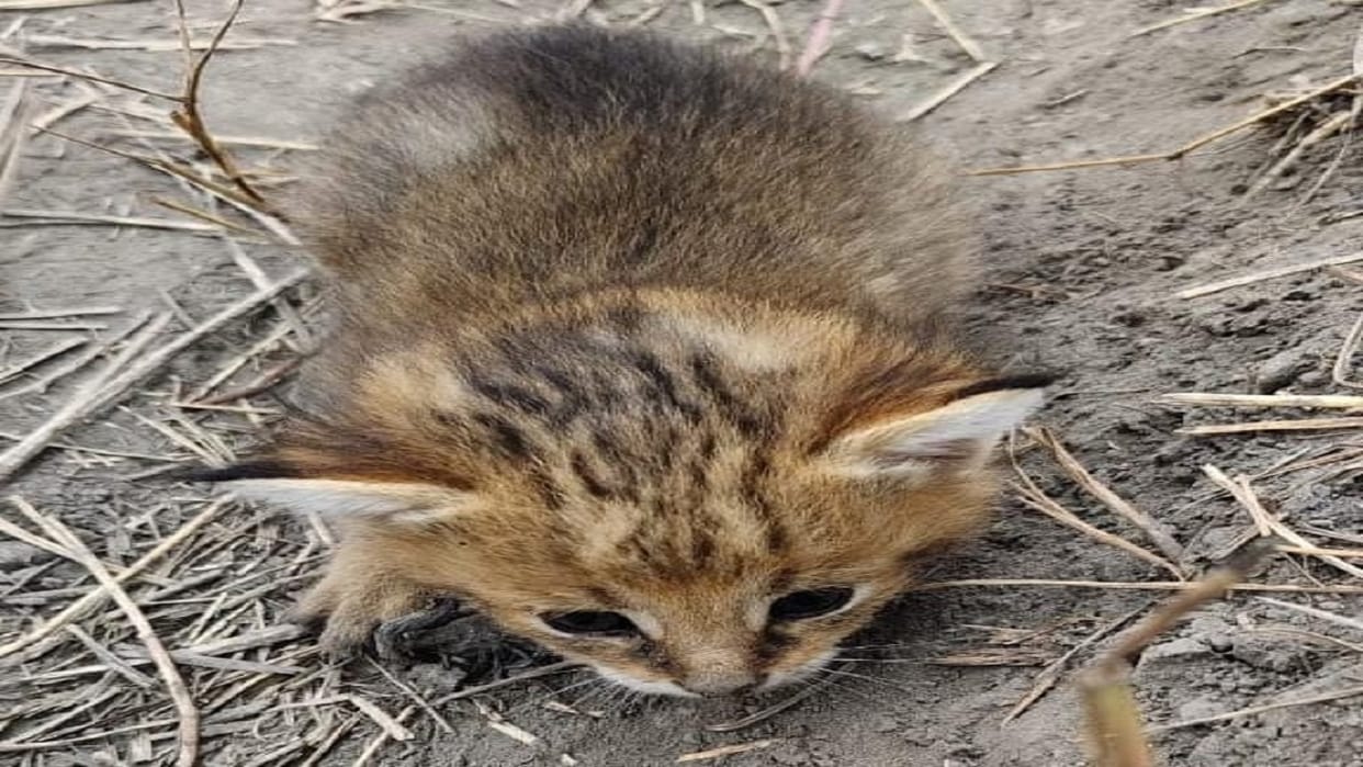Two wild cat kittens found in sugarcane field in Lakhimpur kheri