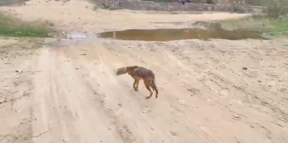 A dreaded hyena was seen during day a plastic box was stuck in its mouth forest department engaged in rescue