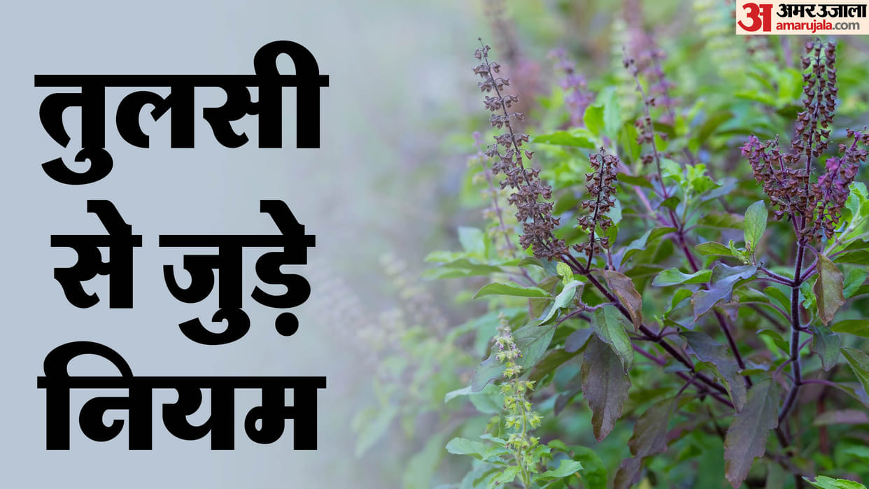 Astro Niyam about Tulsi How To Pluck Tulsi Leaves Astrological Rules