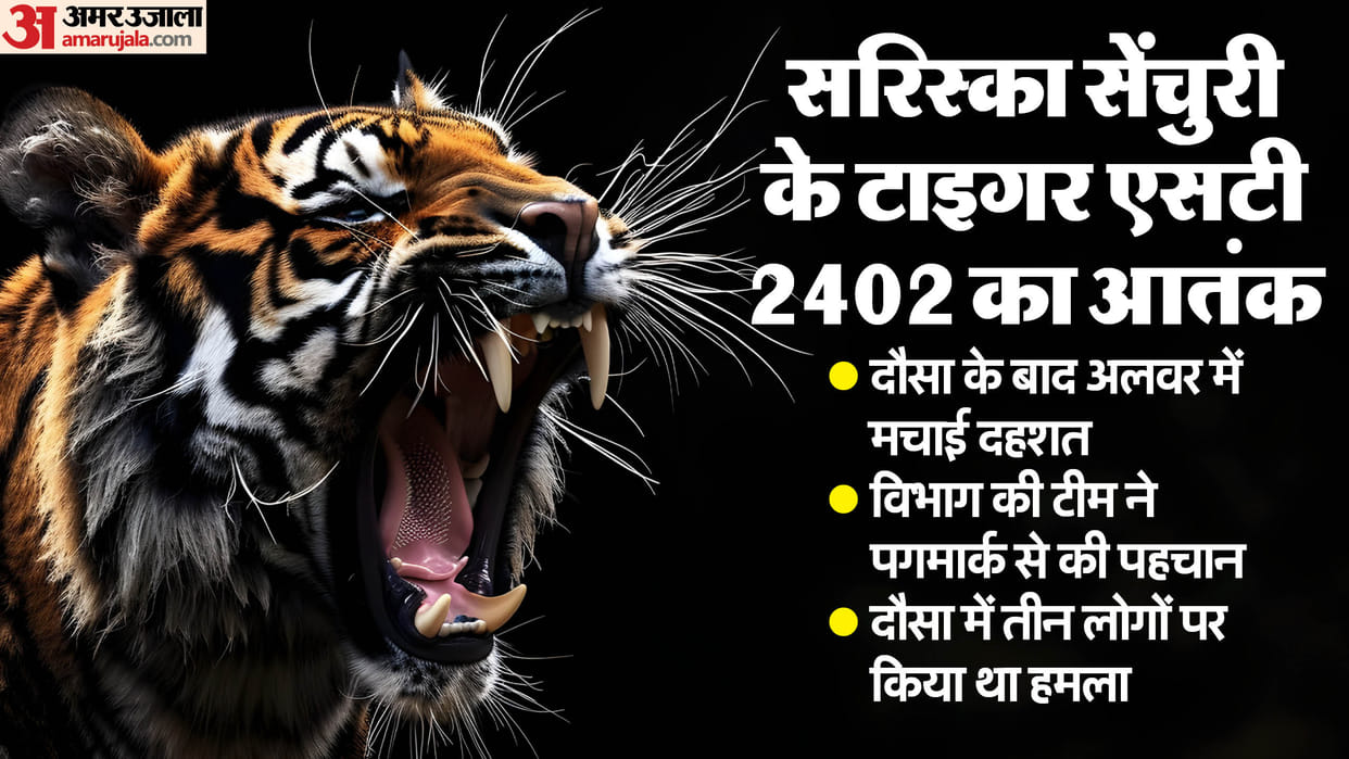 Alwar News: Sariska's tiger reached Raini in Alwar after Dausa, team engaged in rescue