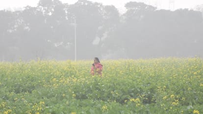 Night temperature drops 2 degrees below normal in Punjab, Adampur continues to be the coldest