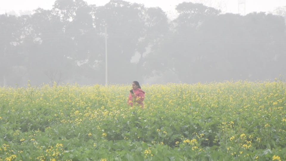 Cold wave plunges mercury in Punjab Adampur coldest