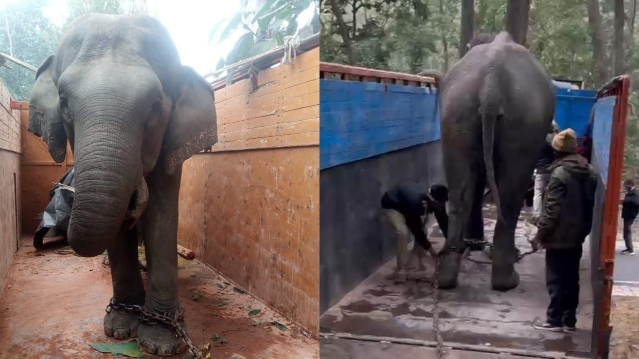 forest department will catch the tiger with the help of elephant Sulochana and Diana