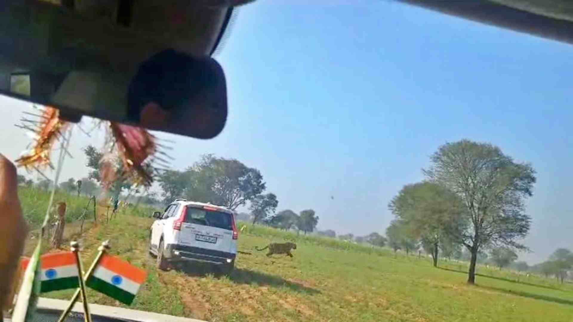 खेत में भागता टाइगर।