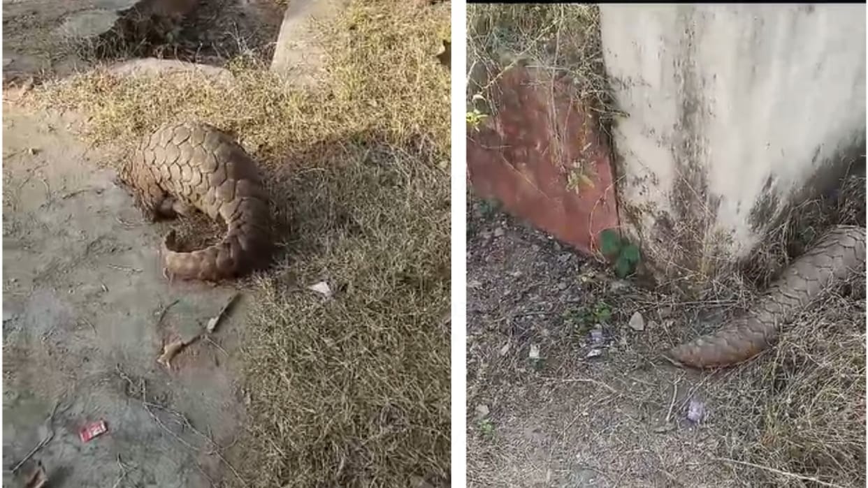 Pangolin had strayed from the forest and entered the fields the accused had kept it hidden in the house