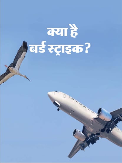 बर्ड स्ट्राइक