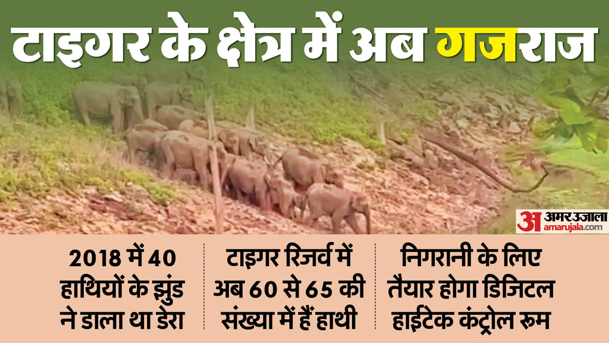 Umaria News: Bandhavgarh Tiger Reserve area has become the territory of elephants