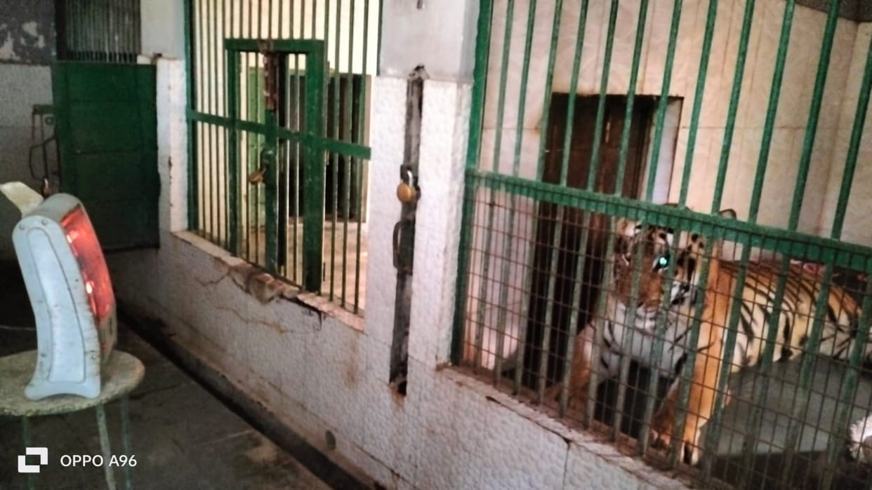 Caring for old animals in the zoo has become a challenge special tonics and medicines are being given