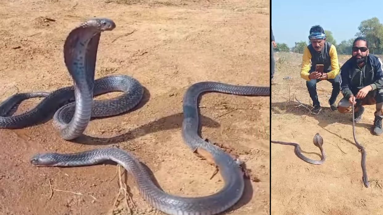 JCB machine crushed a 'Naag snake' in Shivpuri