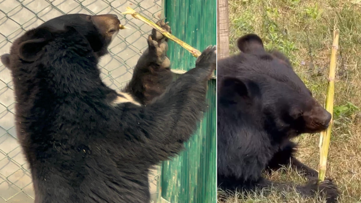 The diet of wild animals has been changed in Gorakhpur Zoo.