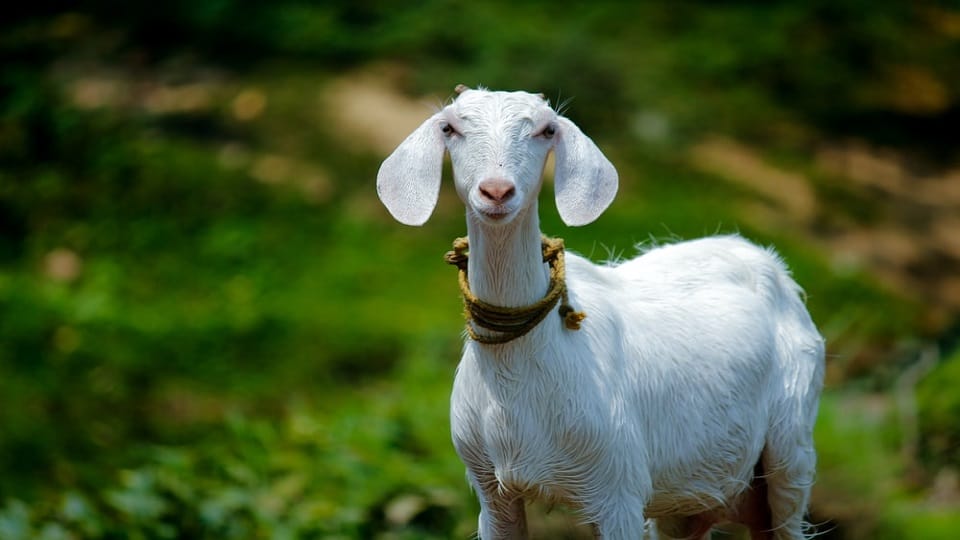 15 goats of a villager died after being hit by a train in banbasa