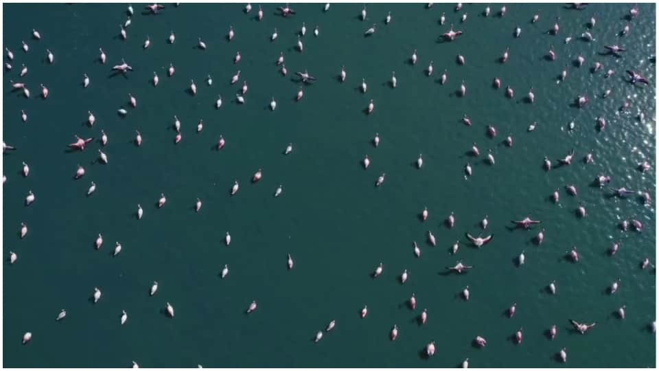 Rajasthan News: Sambhar lake is full of beauty of migratory birds Jaipur Hindi News