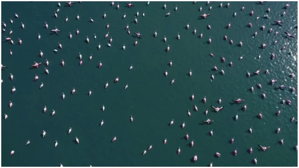Rajasthan News: Sambhar lake is full of beauty of migratory birds Jaipur Hindi News