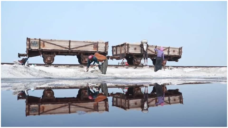 Rajasthan News: Sambhar lake is full of beauty of migratory birds Jaipur Hindi News