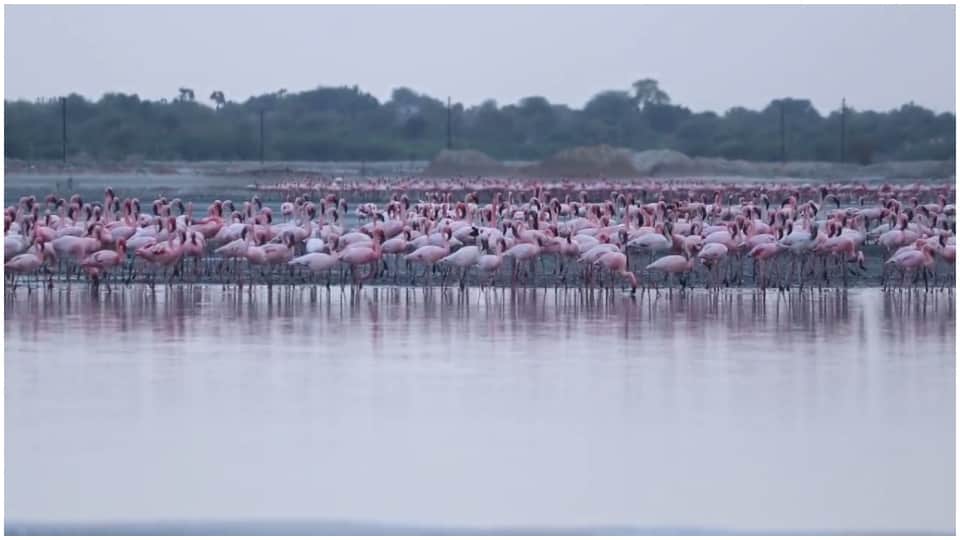 Rajasthan Sambhar Lake Flamingos Migratory Birds Winter Season Low Rainfall