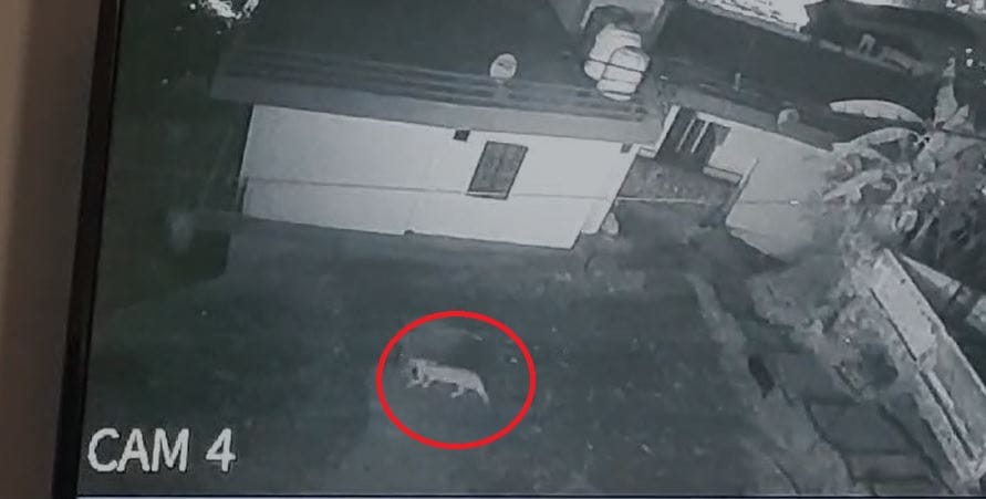 Leopard entered the colony and killed two dogs in almora