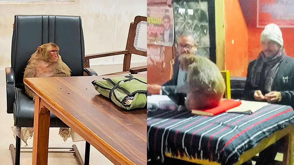 monkey sits on lawyer chair in court at varanasi
