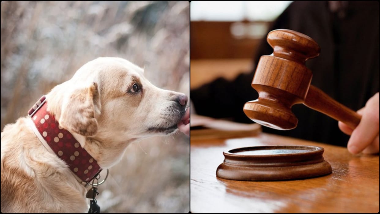 Tamil ndau: Chennai court says fines, restrictions on pet owners in apartments illegal