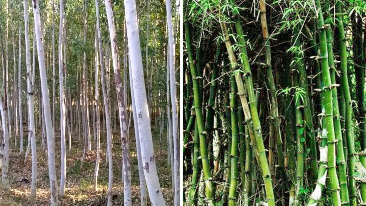 Himachal Only white eucalyptus poplar and bamboo can be cut on private land govt issued notification