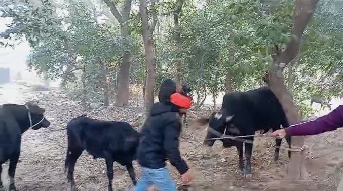 Azamgarh News Police information cattle smuggling smugglers fled deals done at night