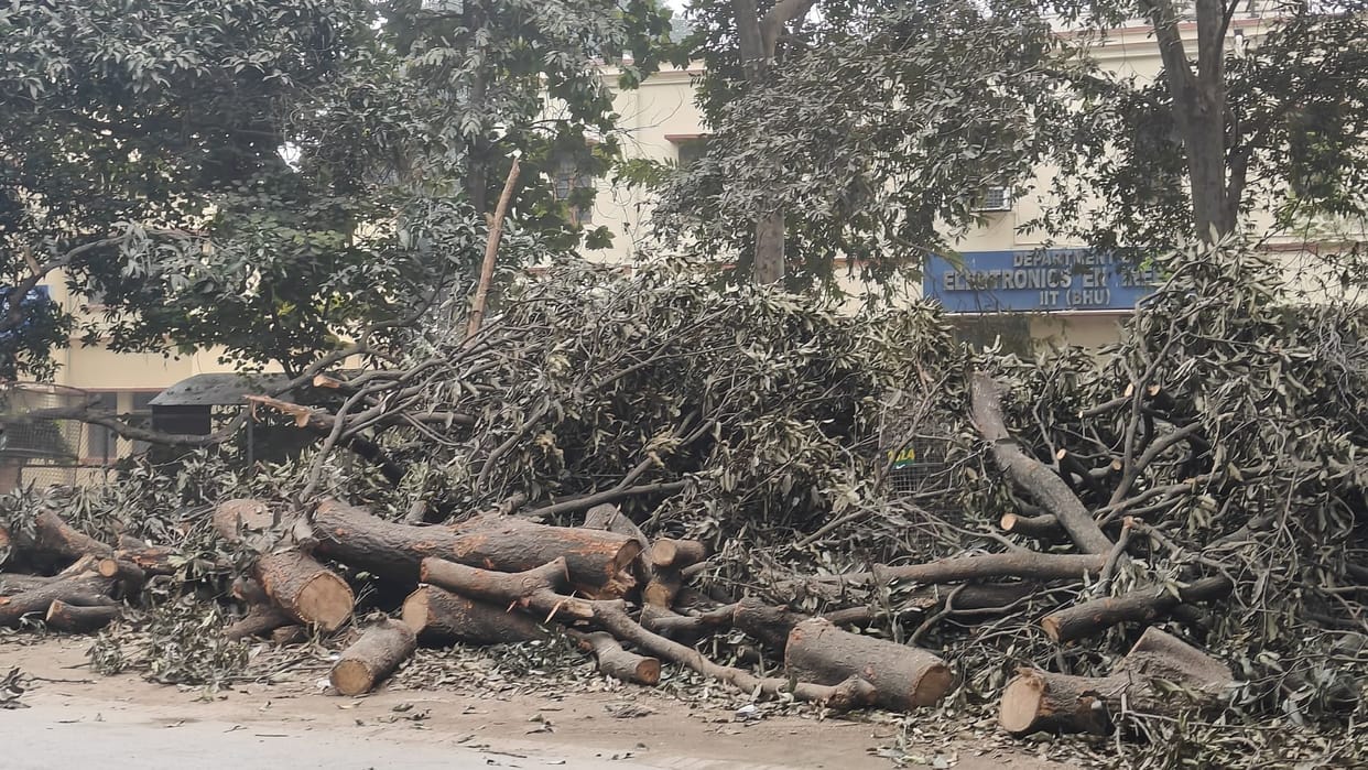 Unafraid of NGT's monitoring trees are being cut in BHU