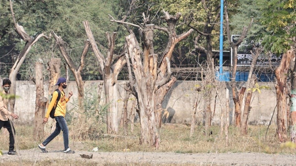 indore news ground report tree transplantation