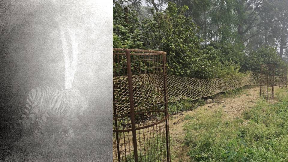 forest department also tried honeytrap to catch tiger in Lucknow but unsuccessful caught 10th prey near cage