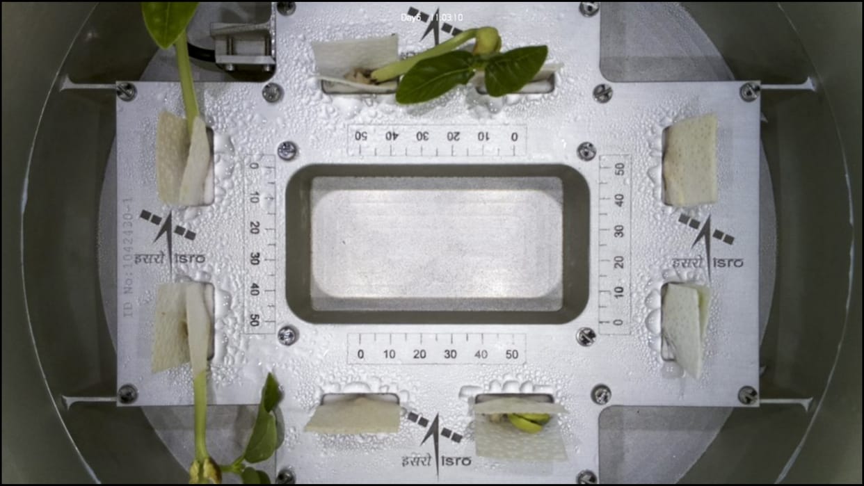 Cowpea seedlings onboard ISRO’s POEM-4 sprout first leaves in space, News in hindi