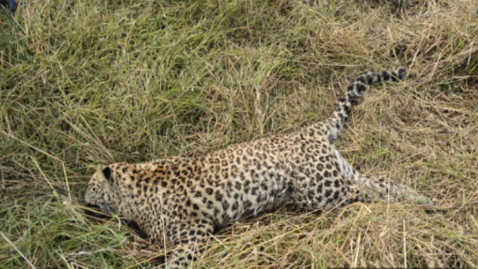 body of a two-year-old female leopard was found in Sarkathal Madho village of Dhampur area