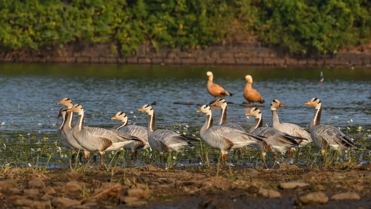 Rajasthan News: Foreign birds flock to Kota