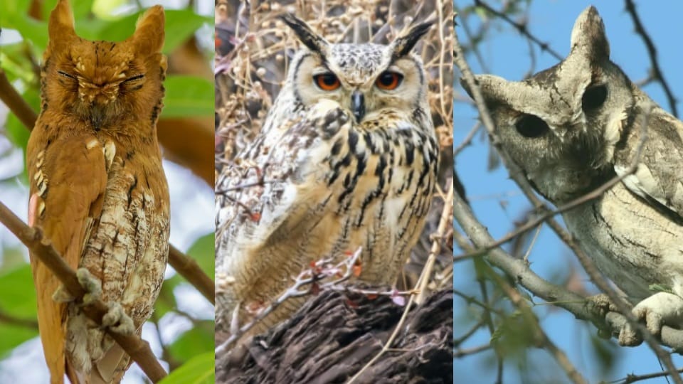 Three new rare species of owls seen in Aravali region