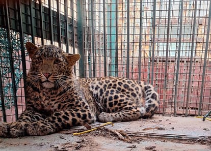 body of a two-year-old female leopard was found in Sarkathal Madho village of Dhampur area