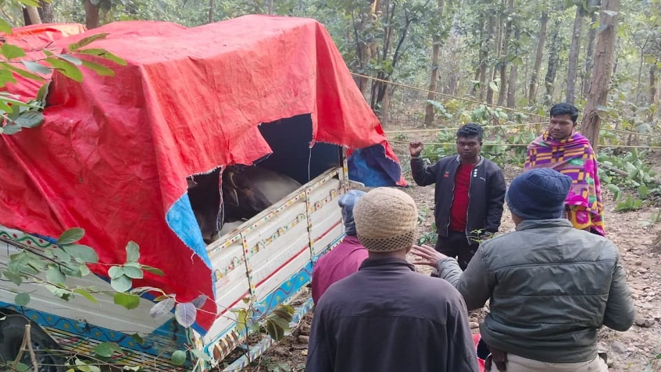 Police Operation Shankhnaad activated again crackdown on cow smugglers in Jashpur