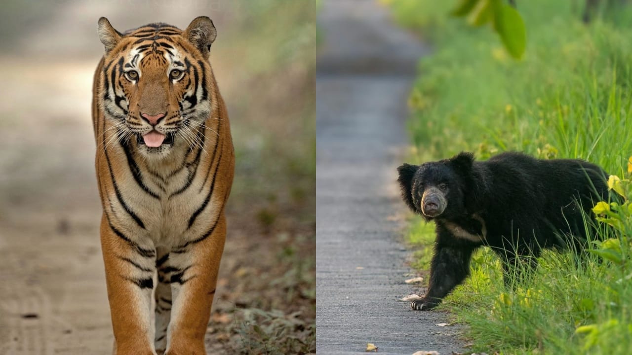 Pilibhit Tiger Reserve is famous for Mini Goa Chuka Beach
