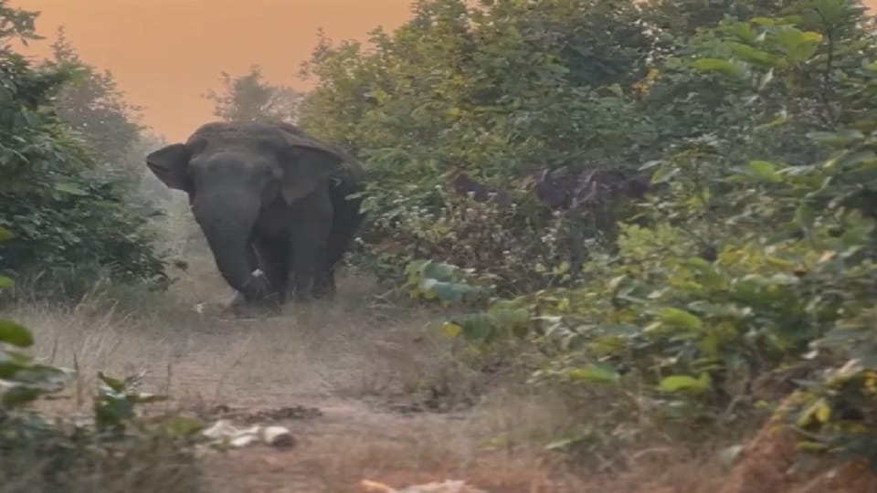 Injured elephant is roaming in forest doctors are treating it in Korba forest division