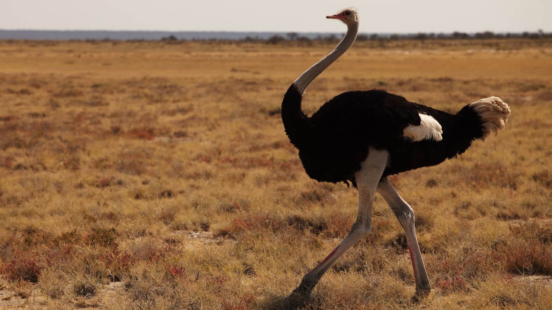 Interesting Amazing Facts About the World Lesser Know Facts in Hindi