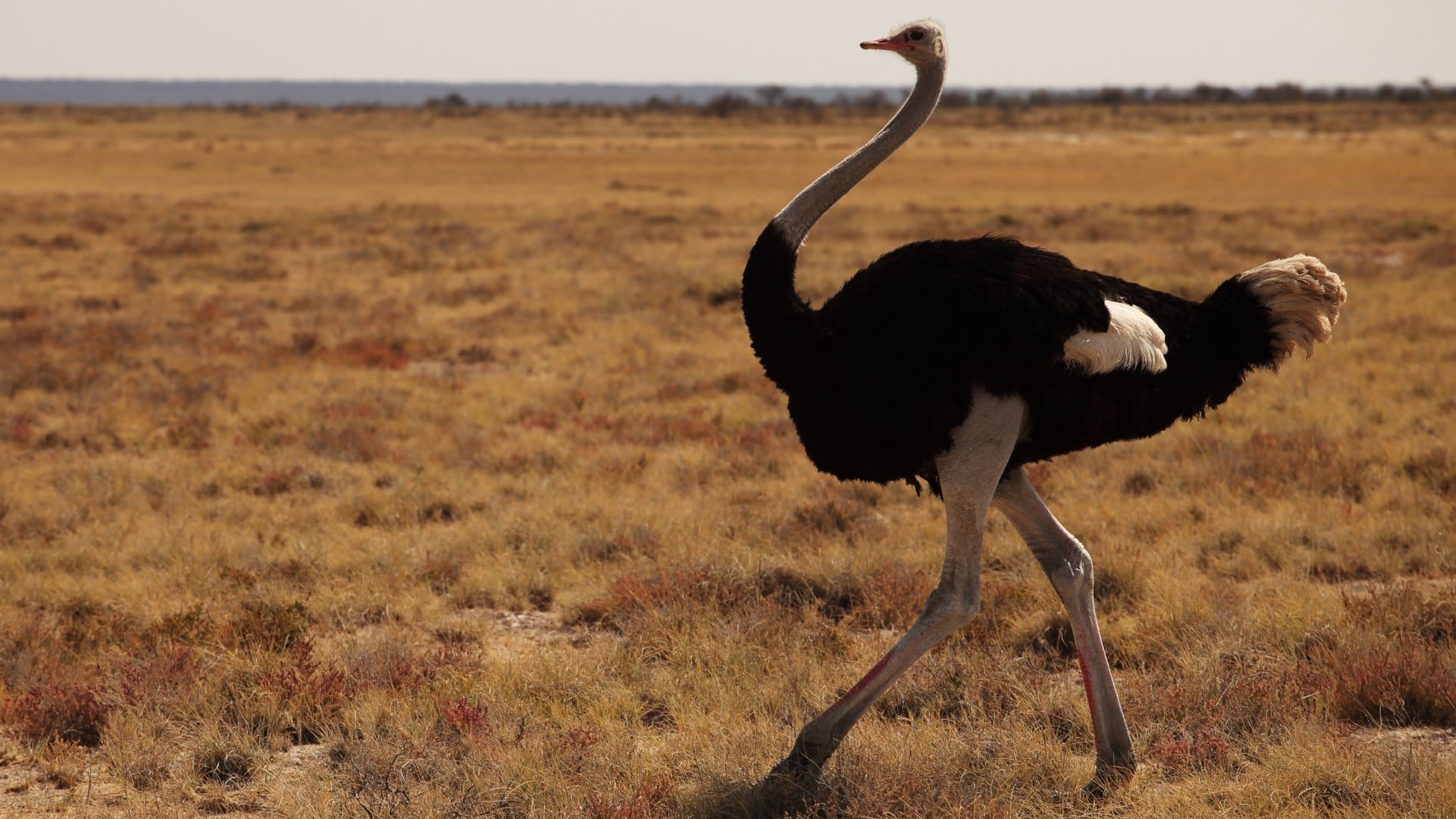 Interesting Amazing Facts About the World Lesser Know Facts in Hindi