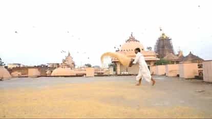 Every day one quintal of grain is fed to pigeons in Sanwaliyaji temple