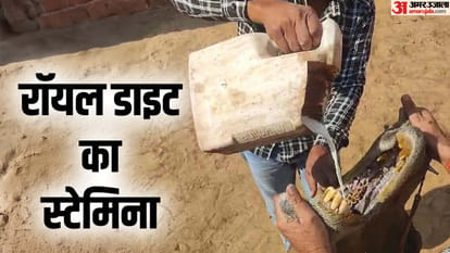 Bikaner Camel Festival 2025 Rajasthan Royal Diet Milk Cashew Almonds Key Points in Hindi
