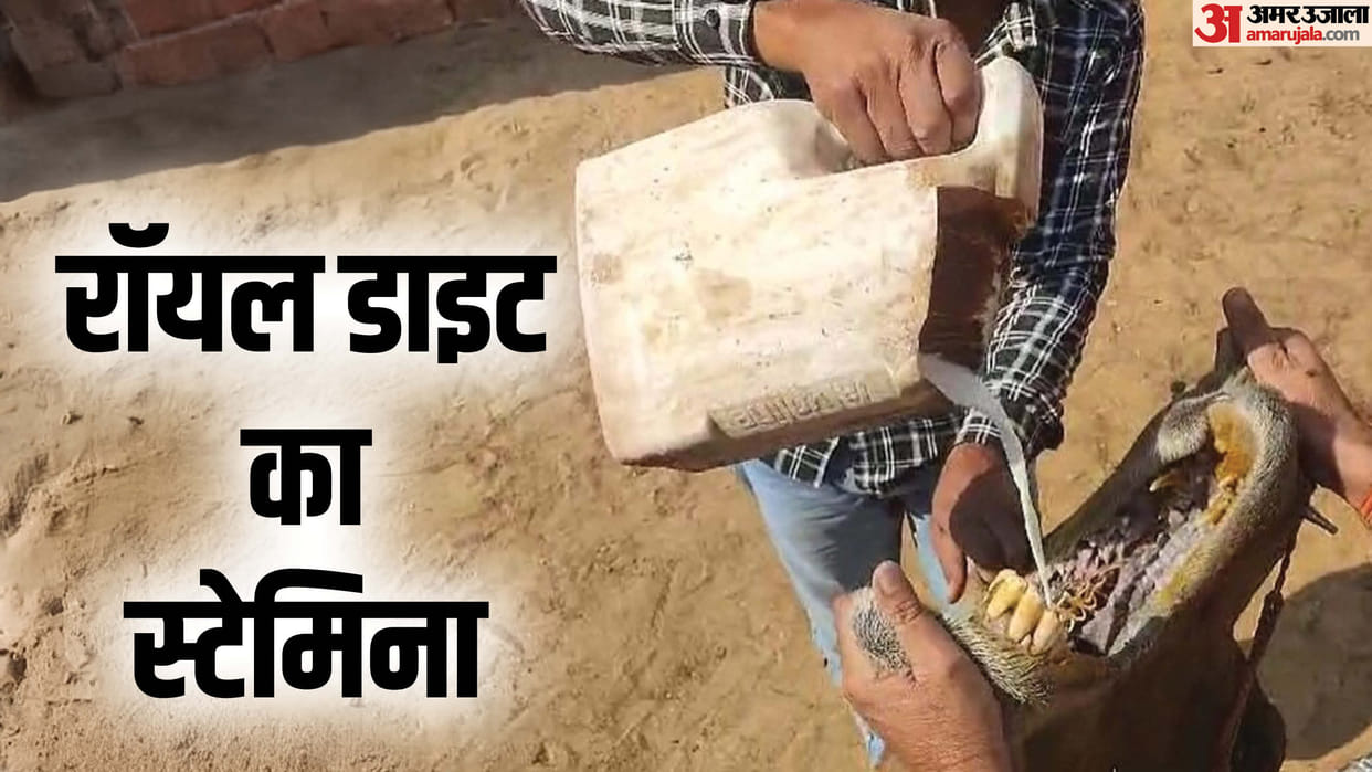 Bikaner Camel Festival 2025 Rajasthan Royal Diet Milk Cashew Almonds Key Points in Hindi