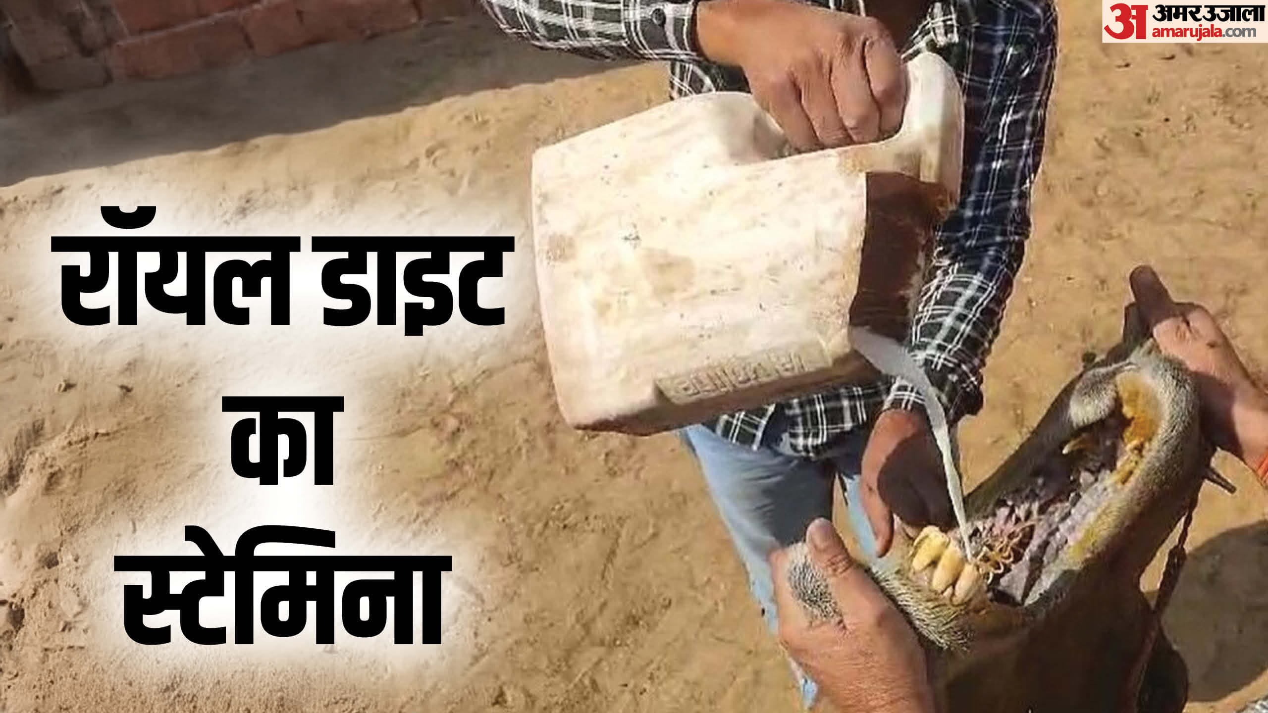 ऊंट को दूध पिलाते हुए
