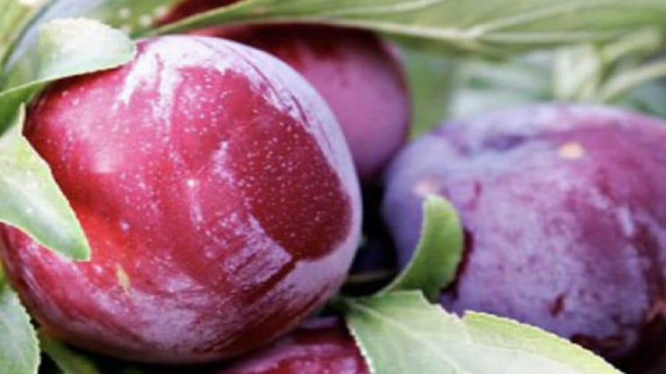 Chaubatiya garden will be buzzing with early queen plum