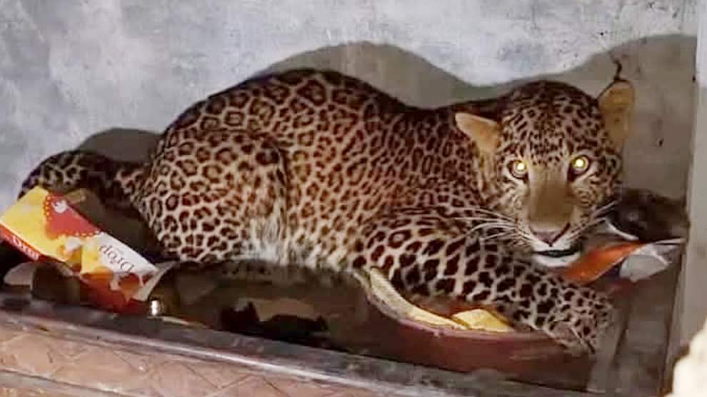 Bihar News: Leopard not found in Supaul even after 24 hours, search operation of forest department continues