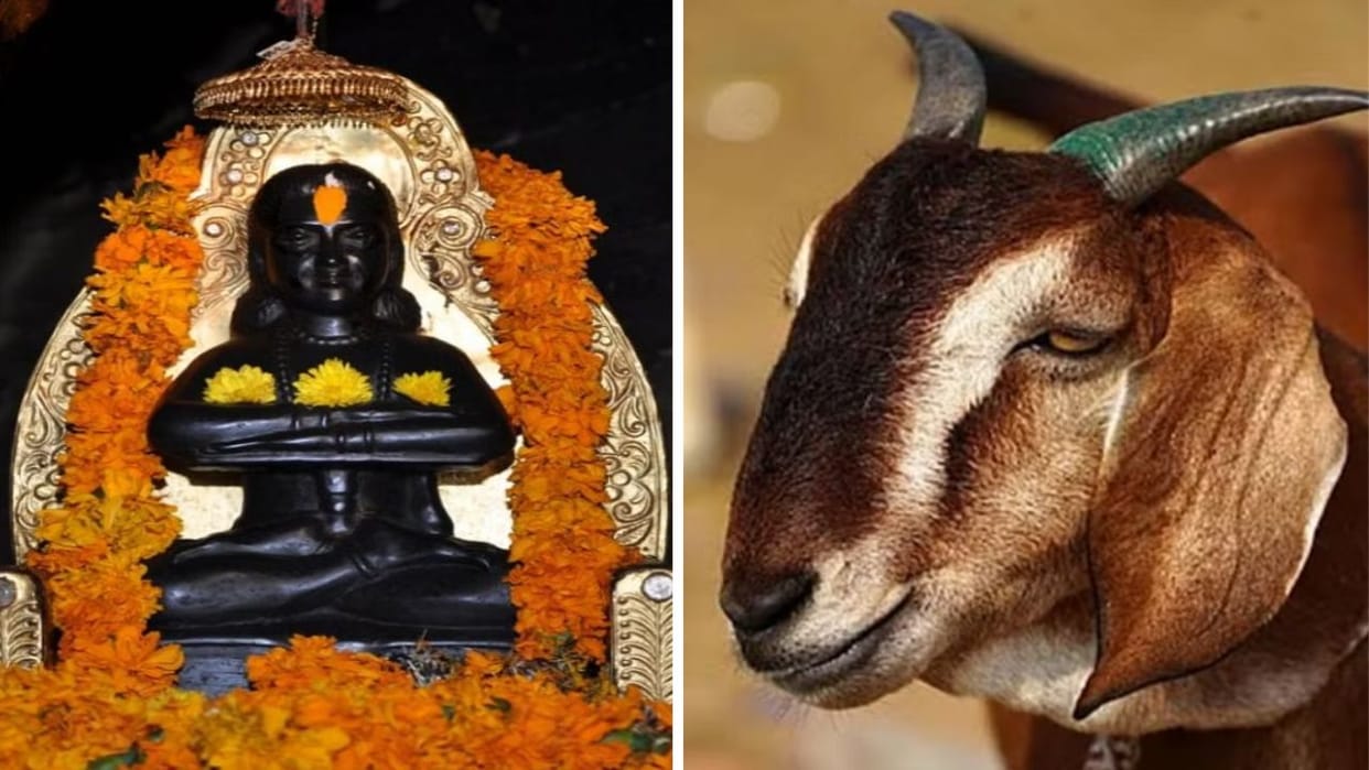 Baba Balak Nath Temple Now goats will be auctioned according to weight and breed